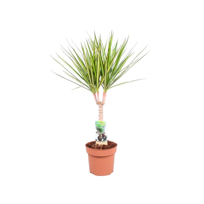DRACAENA MARG. BICOLOR SUNRAY M12 H50 tronco