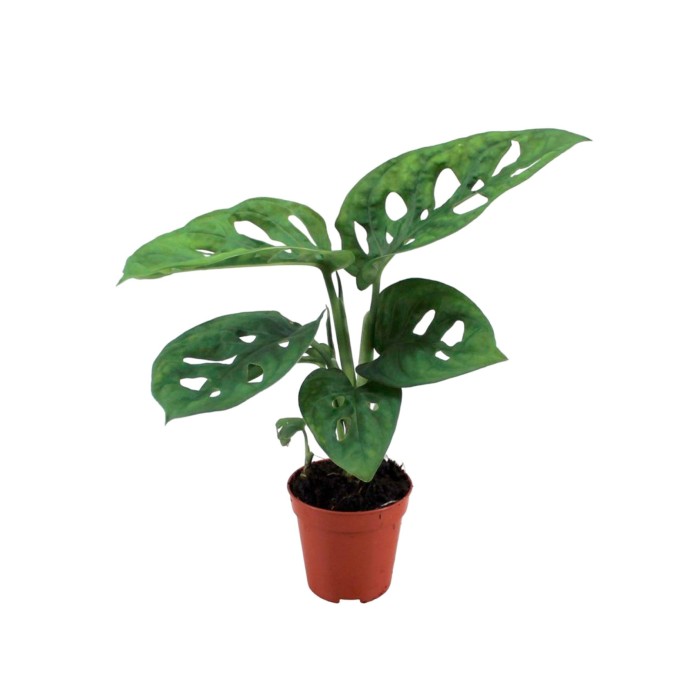 MONSTERA OBLIQUA  mini M5.5