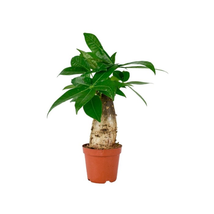 PACHIRA  M 9- 25cm. MINI