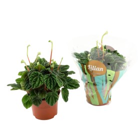 PEPEROMIA LILIAN  M12