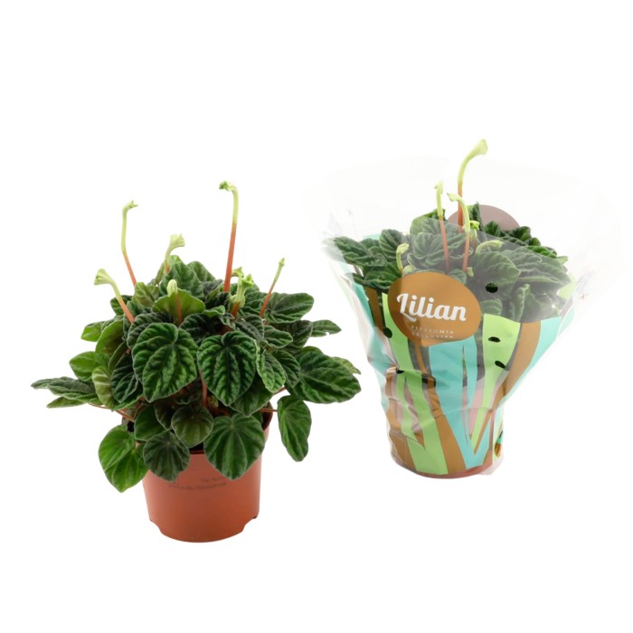 PEPEROMIA LILIAN  M12
