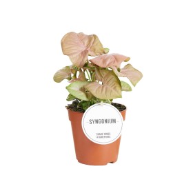 SYNGONIUM  M12 NEON ROBUSTA H20