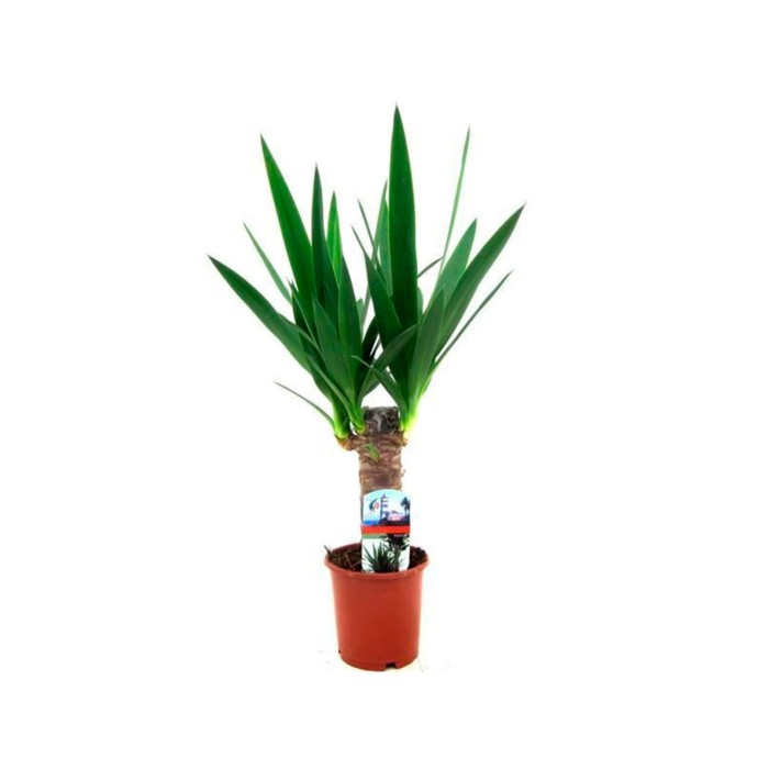 YUCCA, 1 tronc  M12