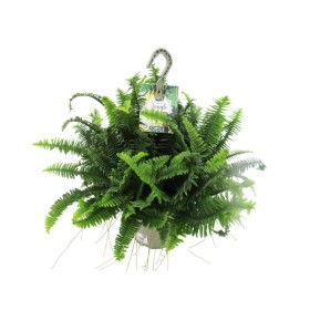 NEPHROLEPIS JESTER T23