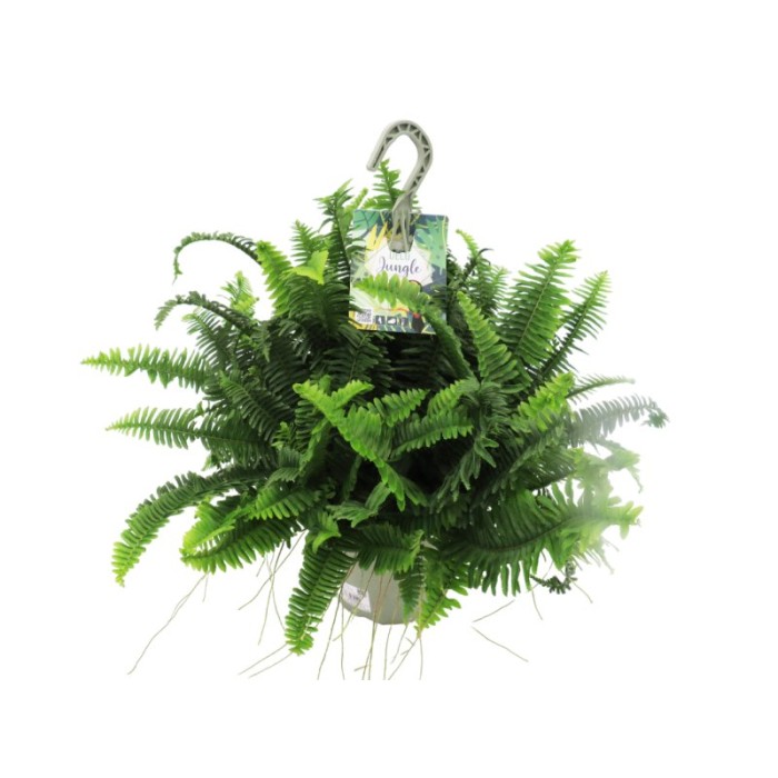 NEPHROLEPIS JESTER T23