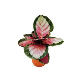 CALATHEA  M12  ROSEA-PICTA Rosy