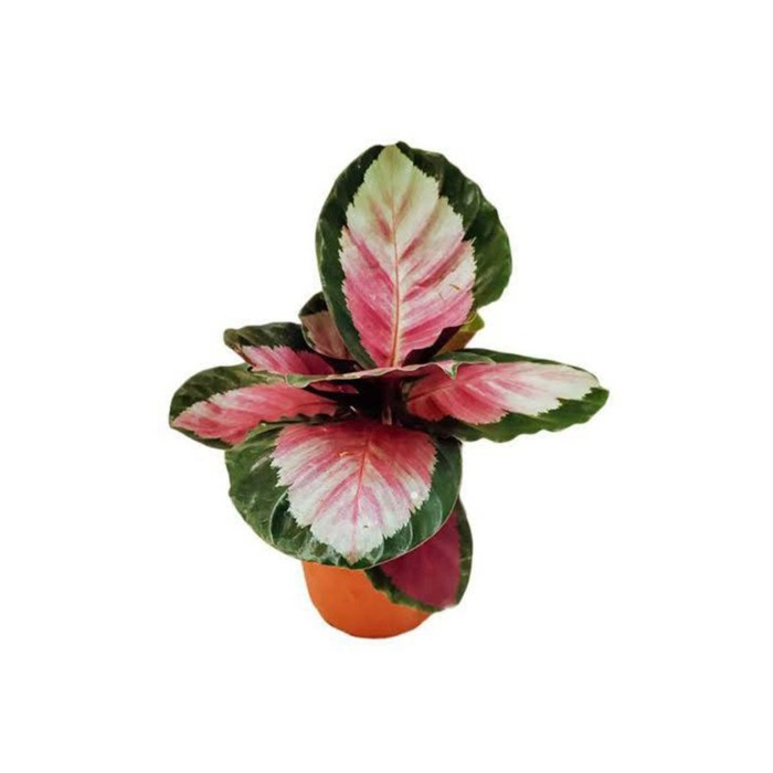 CALATHEA  M12  ROSEA-PICTA Rosy