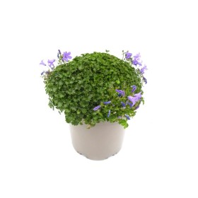 CAMPANULA PORTENSCHLAGIANA 5L