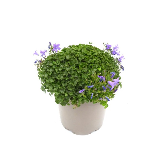 CAMPANULA PORTENSCHLAGIANA 5L