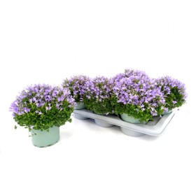 CAMPANULA PORTENSCHLAGIANA M17