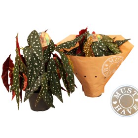 BEGONIA MACULATA M17