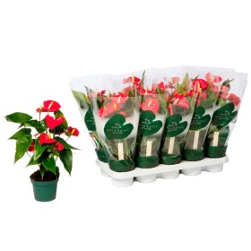 ANTHURIUM  M12 ARISTO vermell