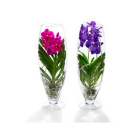 ORQUIDIA, VANDA VIDRE CHAMPAGNE 70cm