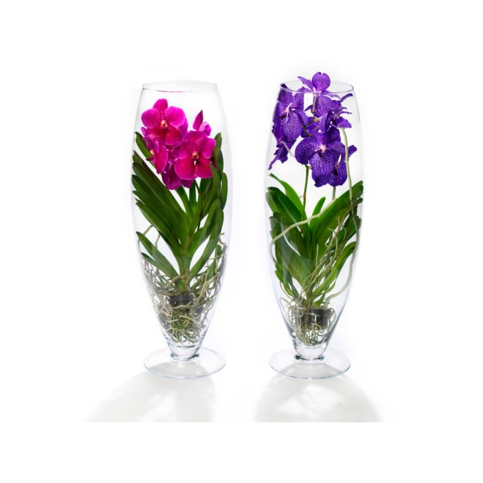 ORQUIDIA, VANDA VIDRE CHAMPAGNE 70cm