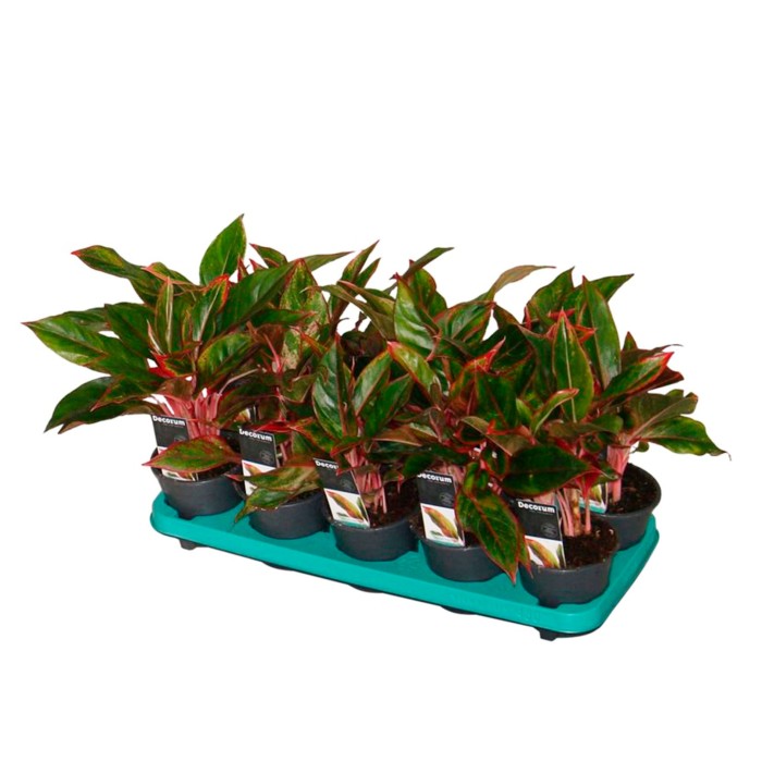 AGLAONEMA CRETE  M12-35cm.