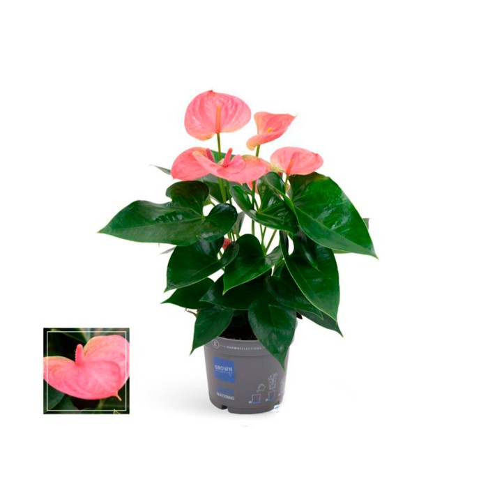 ANTHURIUM  M12 KARMA PINK