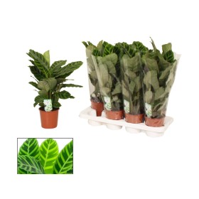CALATHEA  M14  ZEBRINA