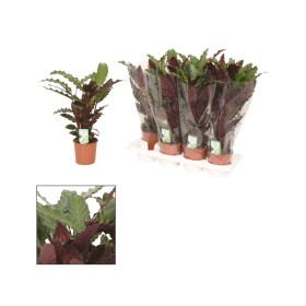 CALATHEA  M14 RUFIBARA WAVESTAR