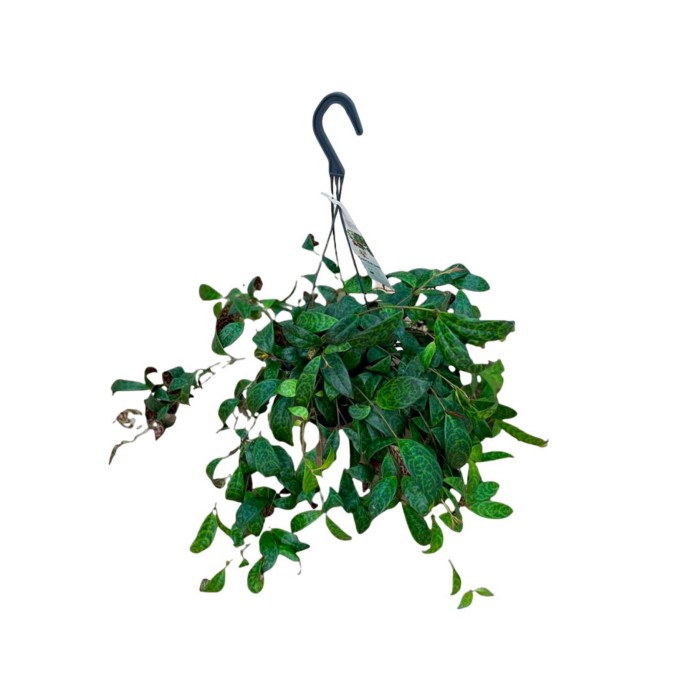 AESCHYNANTHUS MARMORATHUS PENJAR M15