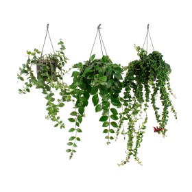 AESCHYNANTHUS  PENJAR  M15 MIX