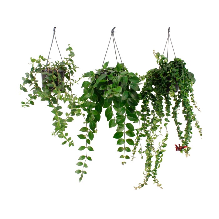 AESCHYNANTHUS  PENJAR  M15 MIX