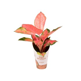 AGLAONEMA  M12 ORANGE STAR