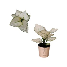 AGLAONEMA  M12 WHITE BEAUTY