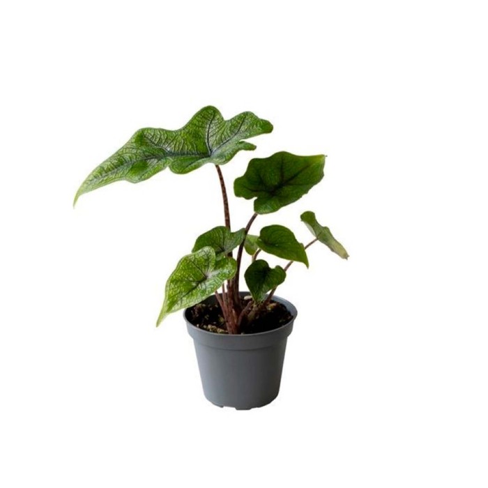 ALOCASIA  M 6 Jacklyn