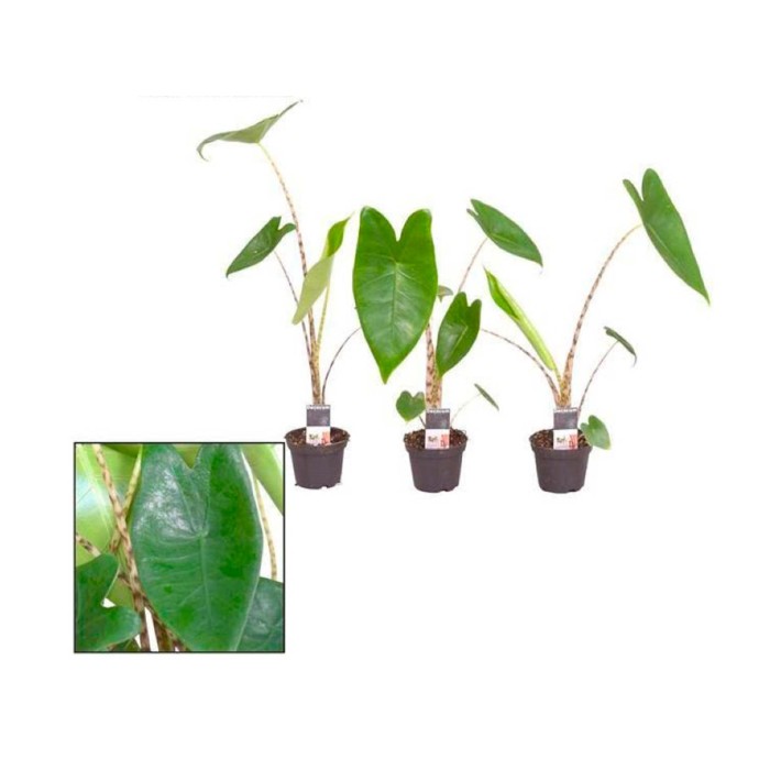 ALOCASIA  M 7 ZEBRINA