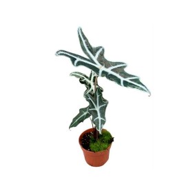 ALOCASIA  M11 NOBOLIS