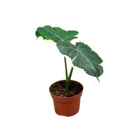 ALOCASIA  M11  MICKEY MOUSE variegada