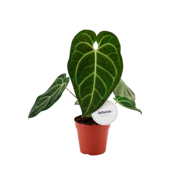 ANTHURIUM  M12 REGALE