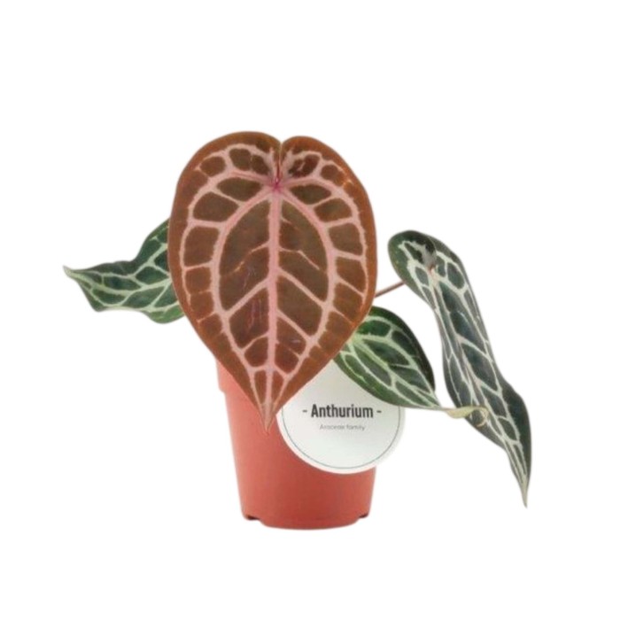 ANTHURIUM  M12 PINK BLUSH