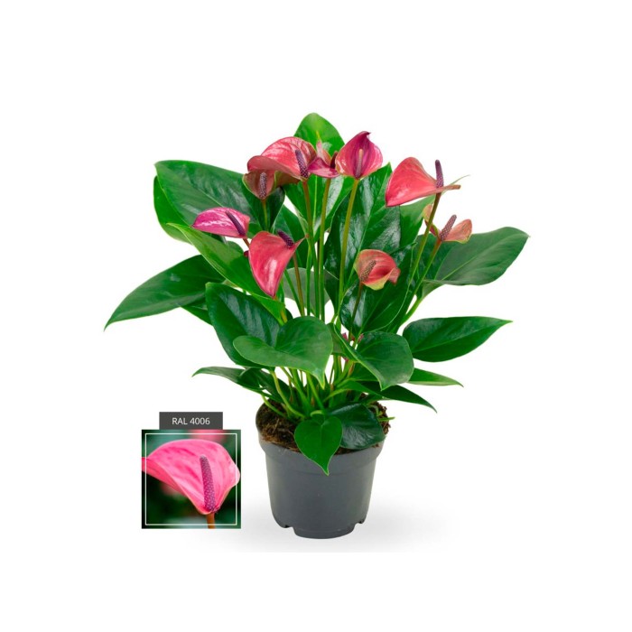 ANTHURIUM  M12 PURPLE