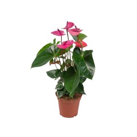 ANTHURIUM  M17 CAVALLI lila