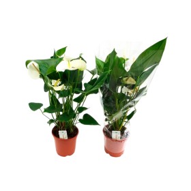 ANTHURIUM  M17 WHITE 