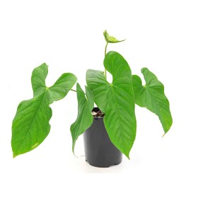 ANTHURIUM  M25 BALALOANUM