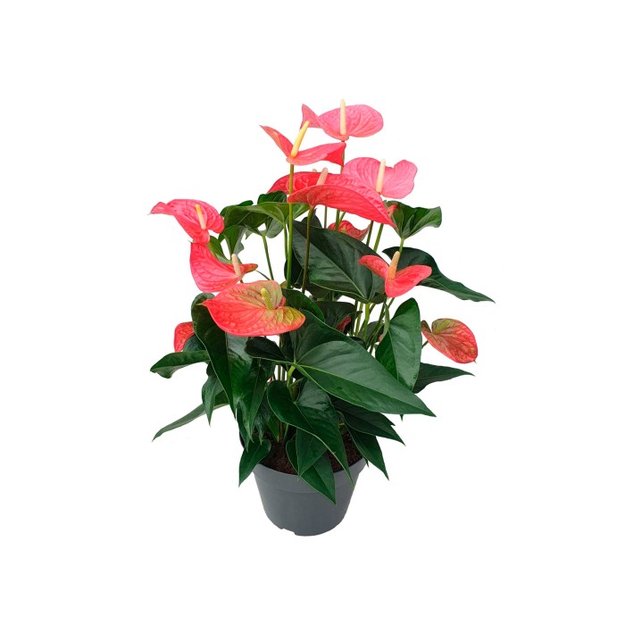 ANTHURIUM PINK M24  BIG FLOWERS