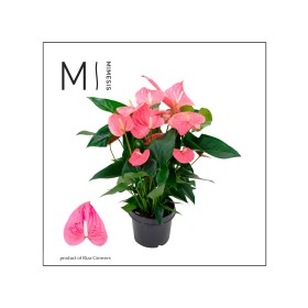ANTHURIUM  M21 MAINE
