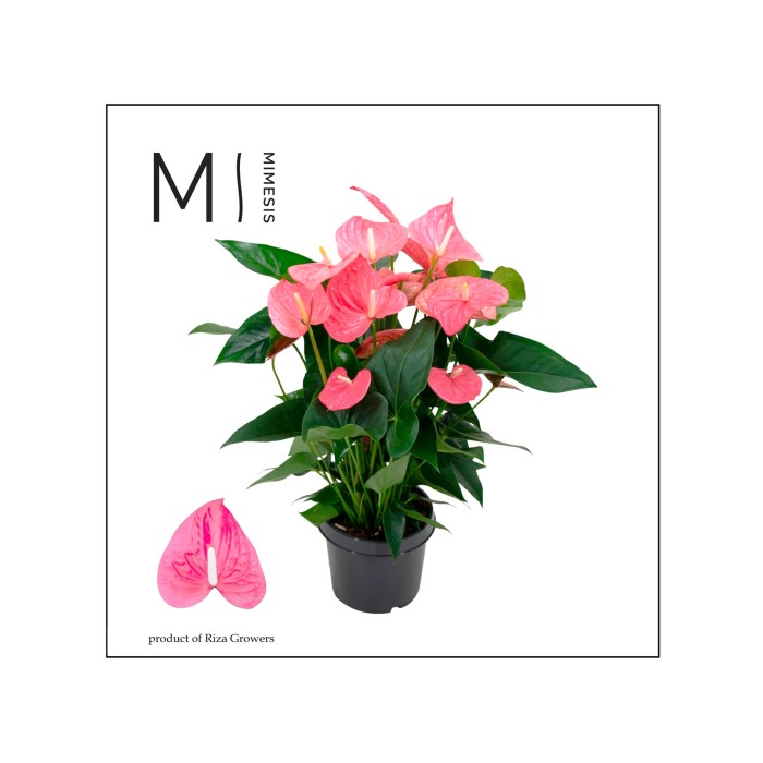ANTHURIUM  M21 MAINE