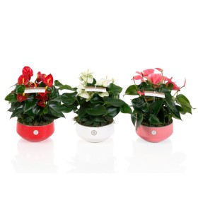 ANTHURIUM TARRINA 17 MIX CERAMICA