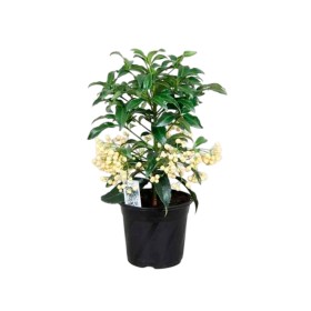 ARDISIA  M14- 40cm. BLANCA