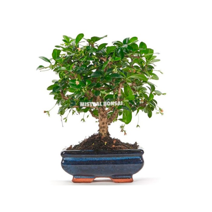 BONSÁI  3 ANYS CARMONA MICROPHYLLA