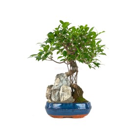 BONSÁI 10 ANYS FICUS RETUSA