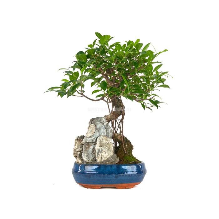 BONSÁI 10 ANYS FICUS RETUSA