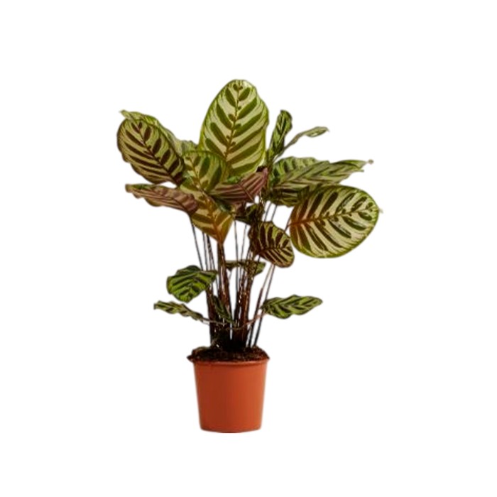 CALATHEA  M19  MAKOYANA