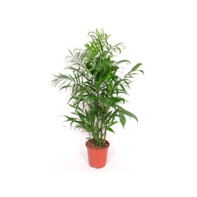 CHAMAEDOREA  M24-130cm. Seifritzii