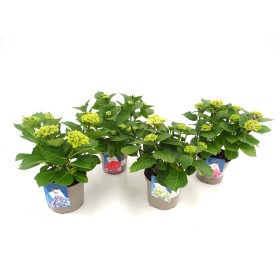 HORTENSIA  M19 - BADA COLLECTION