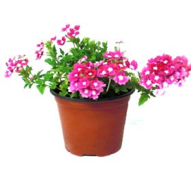 VERBENA REPENS M11