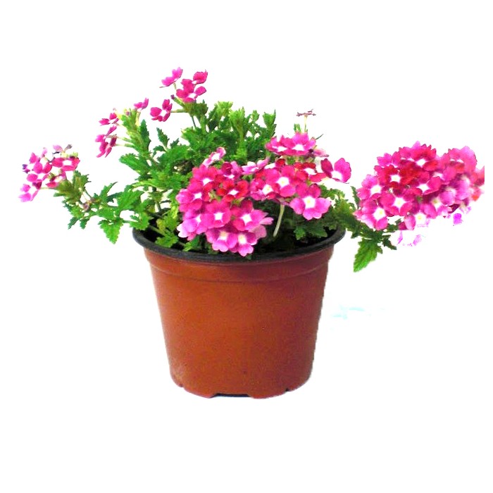 VERBENA REPENS M11